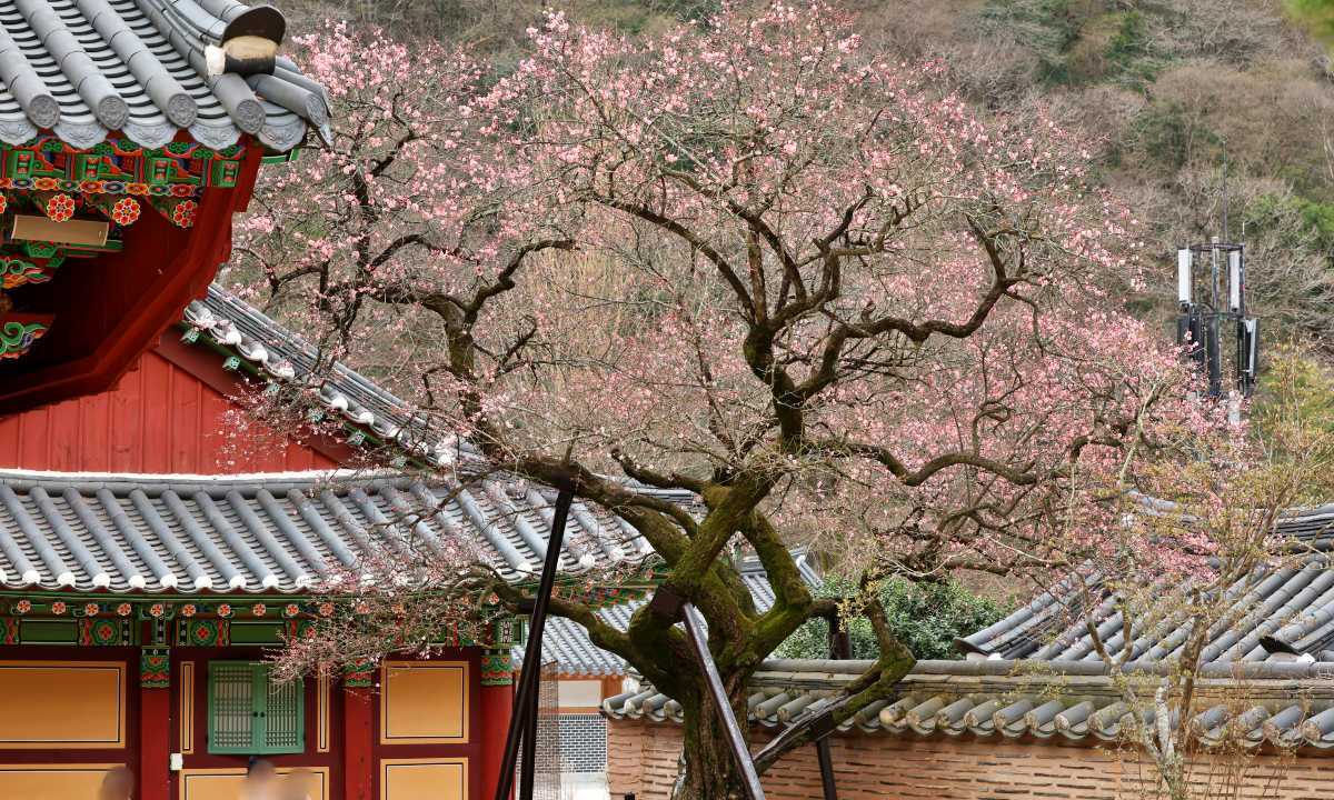 Gobulmae Plum at Baekyangsa / Yonhap News