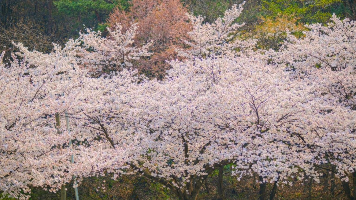 Donghaksa Cherry Blossom Road. / Gongju City official blog, AI