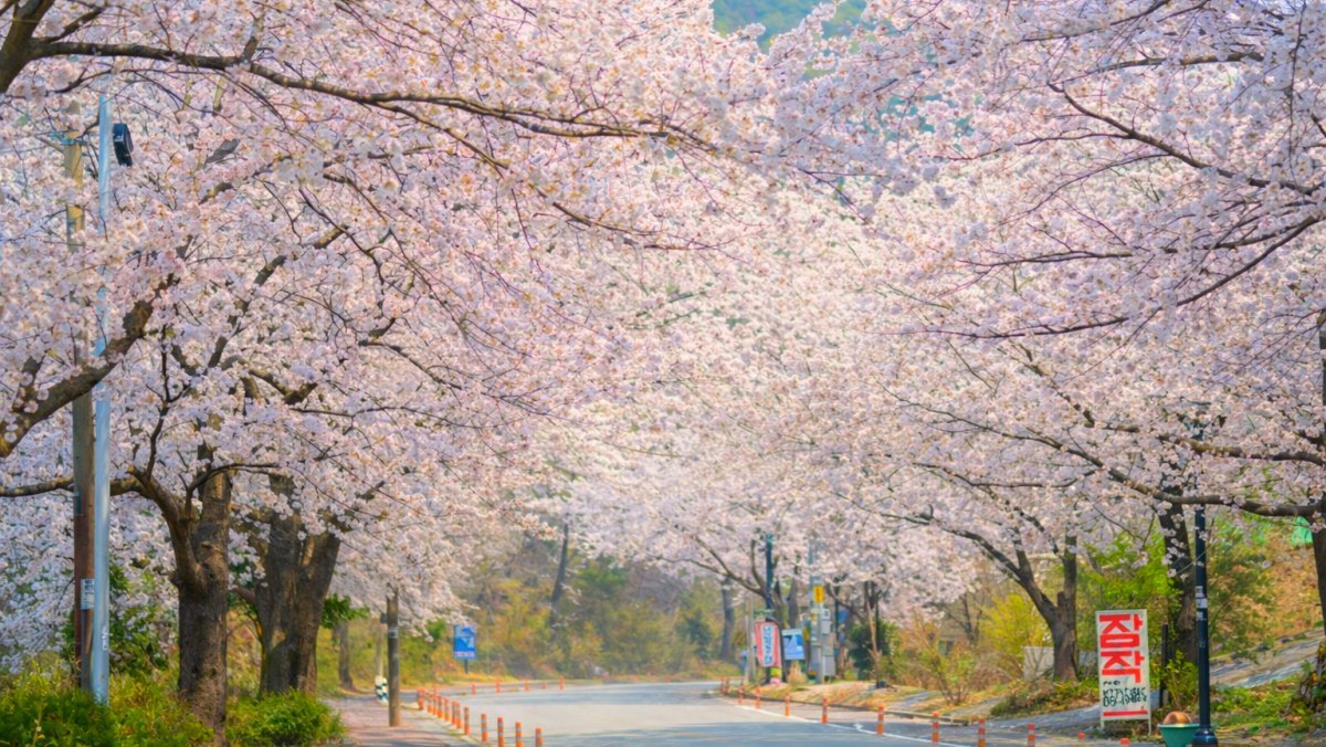 Discover the Stunning 4.5km Cherry Blossom Drive at Donghaksa: A Spring Must-See!