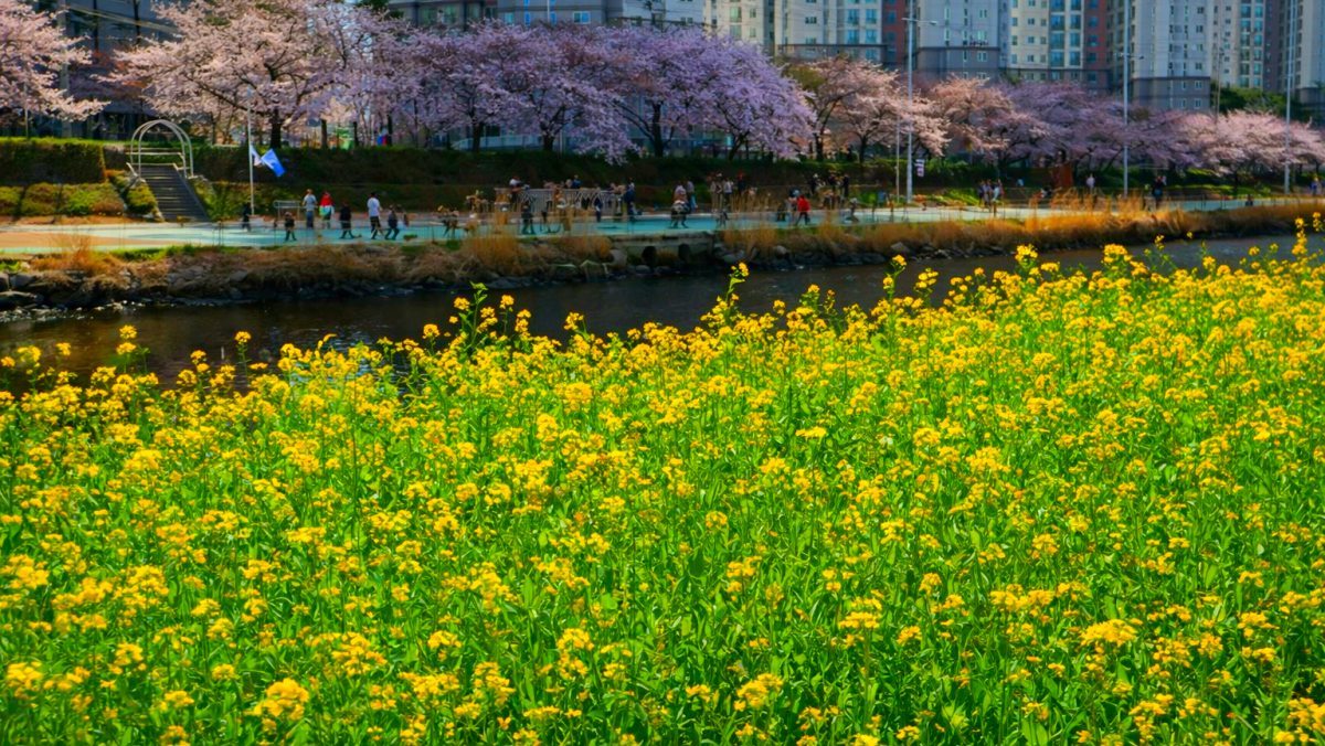 Busan\'s Oncheoncheon Cafe Street. / Busan City official blog, AI
