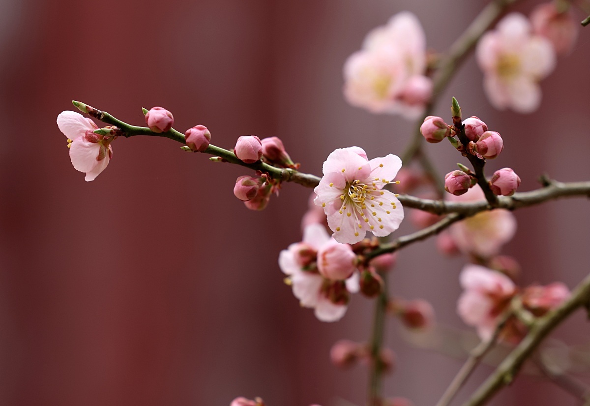 Gobulmae Plum at Baekyangsa / Yonhap News