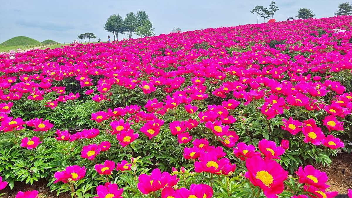 Peony field in May 2025 / Uiseong Jomun-guk Museum website