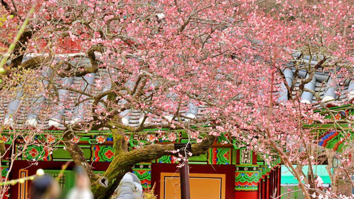 Gobulmae Plum at Baekyangsa / Yonhap News