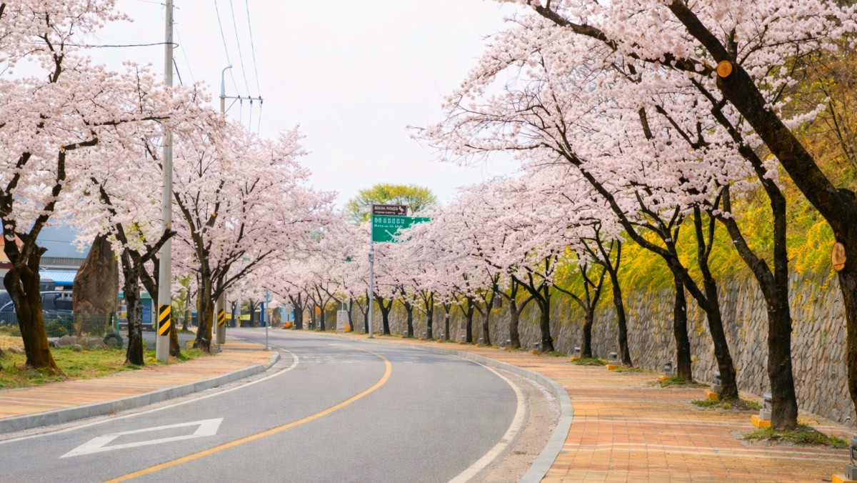 Cheongpung Lake, Multaeri. / Jecheon City official blog, AI