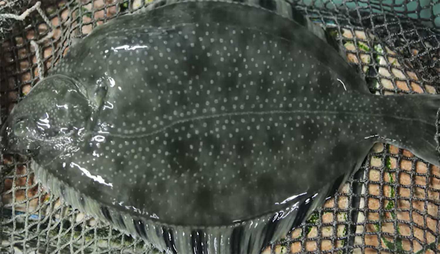 &nbsp;    Kangdori (estuarine flounder). / \'Memories of a Bite TV\'