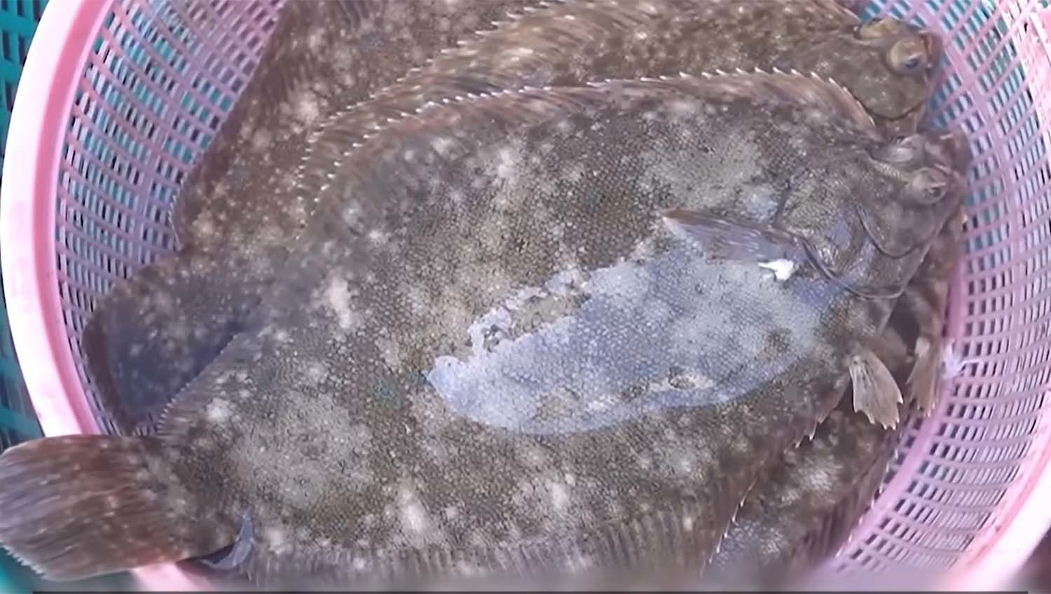 &nbsp;   The real flounder, the munchi gajami (true flatfish). / \'Memories of a Bite TV\'