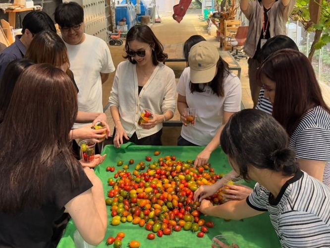 &nbsp;  Photo: Hallym UniversityStudents from the Department of Food and Nutrition participate in a harvest experience at the Hello Tomato farm in Chuncheon, Gangwon Province.