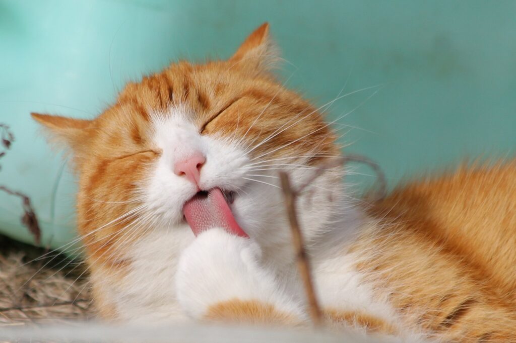 고양이