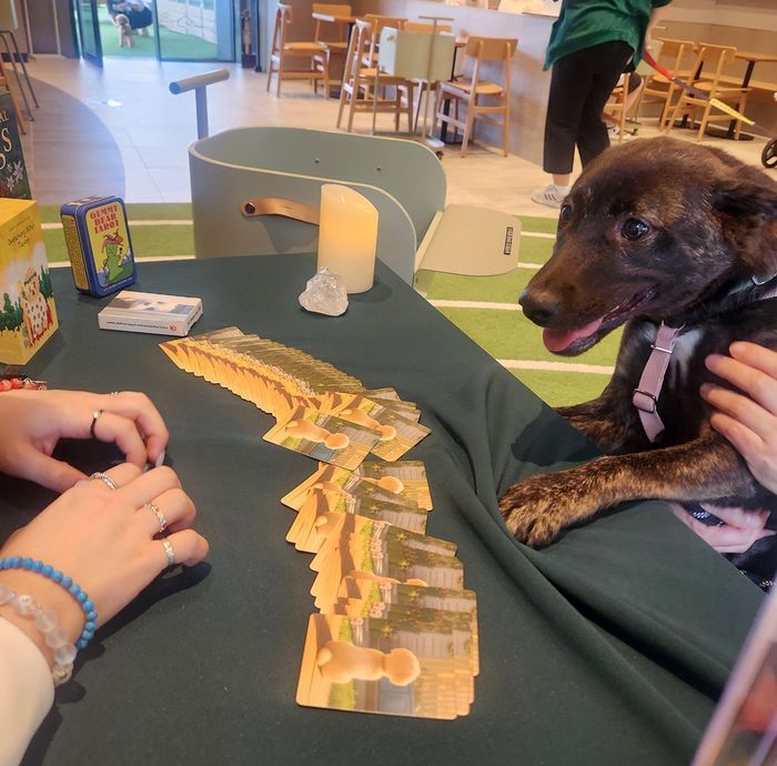 지난 6월 스타벅스코리아 놀다가시개! 펫 캠페인에서 펫 타로를 보는 반려동물의 모습. 사진과 기사 내용은 무관함.ⓒ스타벅스코리아