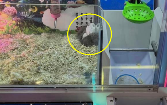 ⓒ중국 온라인 뉴스 플랫폼