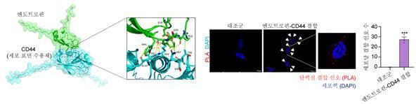 엔도트로핀과 암세포 표면 단백질(막단백질)인 CD44의 직접 결합 확인.ⓒUNIST
