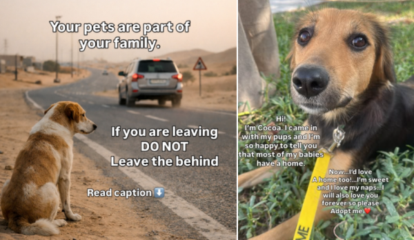 ⓒK9 프렌즈 두바이 SNS 갈무리