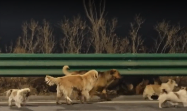 ⓒSNS 영상 갈무리