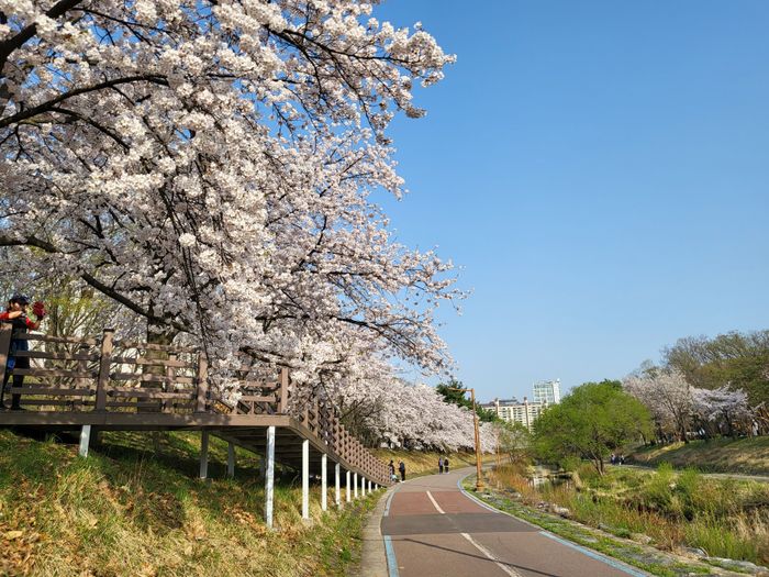성남 중앙공원 분당천변 벚꽃길. ⓒ성남시 제공