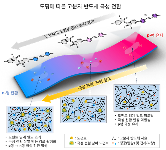 도펀트 흡수 능력에 따른 고분자 반도체의 p형·n형 극성 전환 과정 모식도. (연구재단 제공)