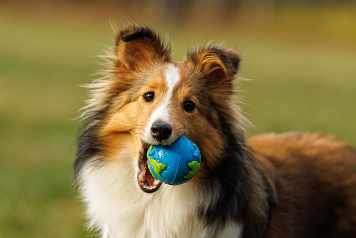 영국에서 반려견의 건강 문제를 줄이기 위해 새로운 번식 기준 도입이 추진되면서 인기 견종 수십 종이 번식 제한 대상이 될 수 있다는 우려가 제기되고 있다. 사진=게티이미지