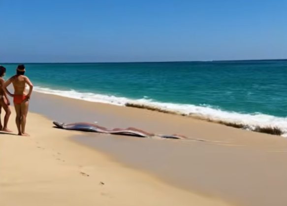 최근 멕시코 해안에서 발견된 산갈치. 사진=인스타그램(monicaandco_) / 유튜브(We Love Animals) 캡처