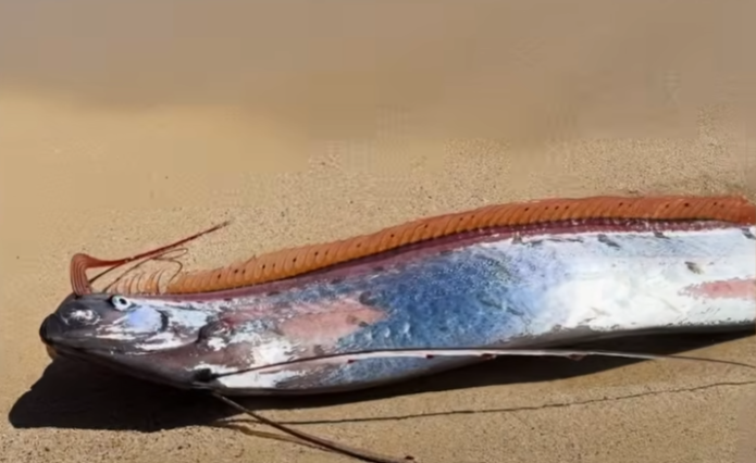 최근 멕시코 해안에서 발견된 산갈치. 사진=인스타그램(monicaandco_) / 유튜브(We Love Animals) 캡처