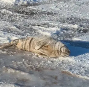 길 한복판에 누워 있는 새끼 물범. 사진=Marine Mammal Stranding Center 인스타그램