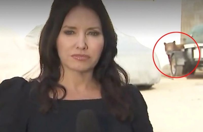 기자 뒤에 나타난 곰. 사진=美 KTLA 캡처