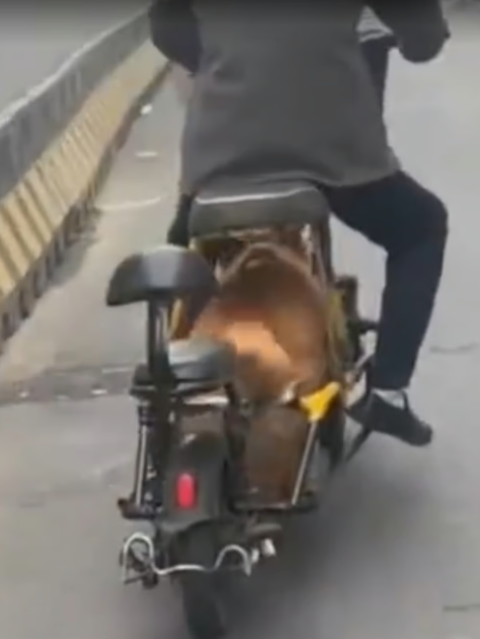 중국에서 한 남성이 전기자전거를 변형해 반려견의 힘으로만 주행하도록 만든 사실이 알려지며 동물 학대 논란이 일고 있다. 사진=SCMP