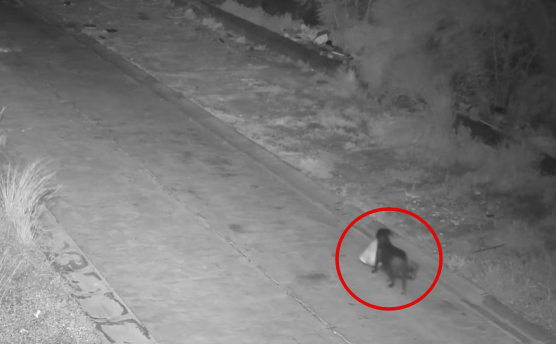 이탈리아에서 한 견주가 훈련된 반려견을 이용해 쓰레기를 무단 투기하는 모습. 사진=페이스북(Comune di Catania)