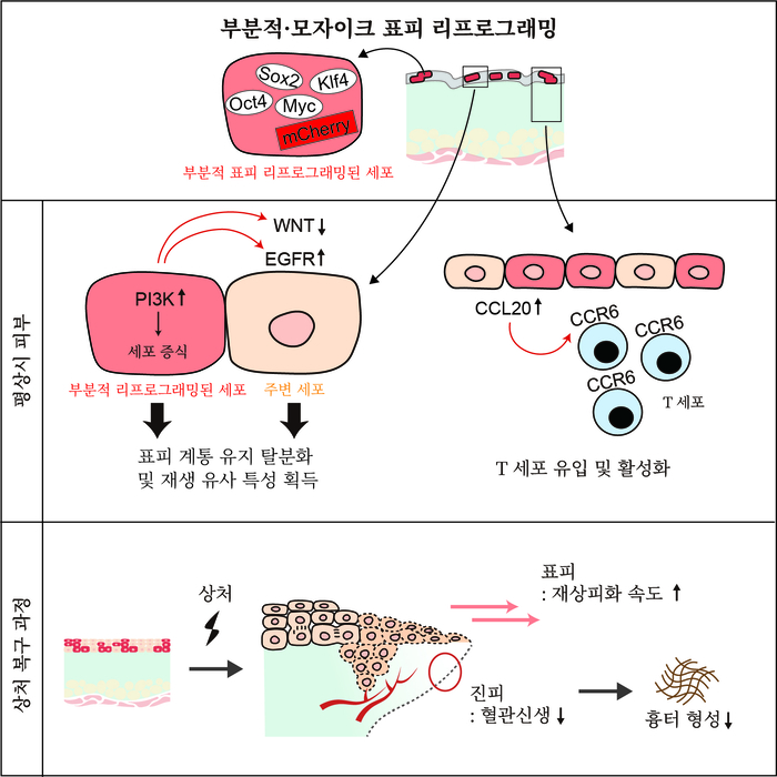 부분적·모자이크 표피 리프로그래밍이 이웃 세포와 조직 환경을 조절해 상처 회복을 촉진하는 과정