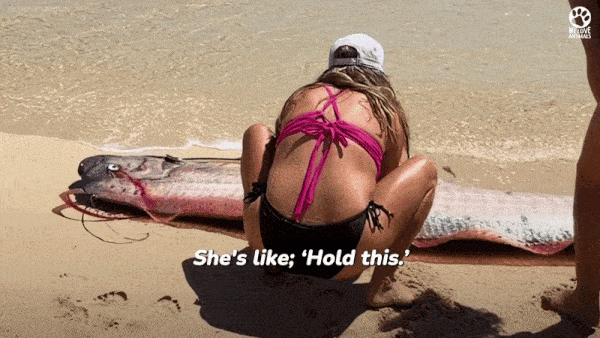 최근 멕시코 해안에서 발견된 산갈치. 사진=인스타그램(monicaandco_) / 유튜브(We Love Animals) 캡처