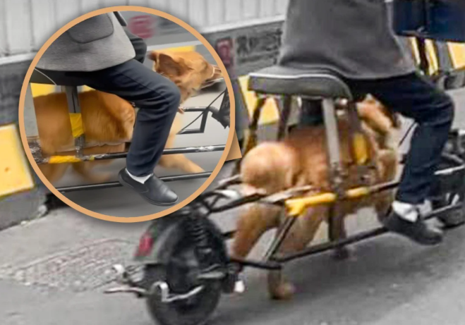 중국에서 한 남성이 전기자전거를 변형해 반려견의 힘으로만 주행하도록 만든 사실이 알려지며 동물 학대 논란이 일고 있다. 사진=SCMP