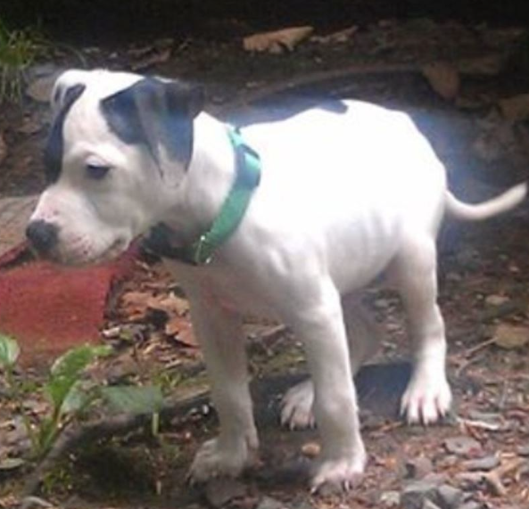 미국에서 11년 전 납치당한 반려견이 극적으로 주인을 찾아 화제다. 사진-=뉴욕포스트