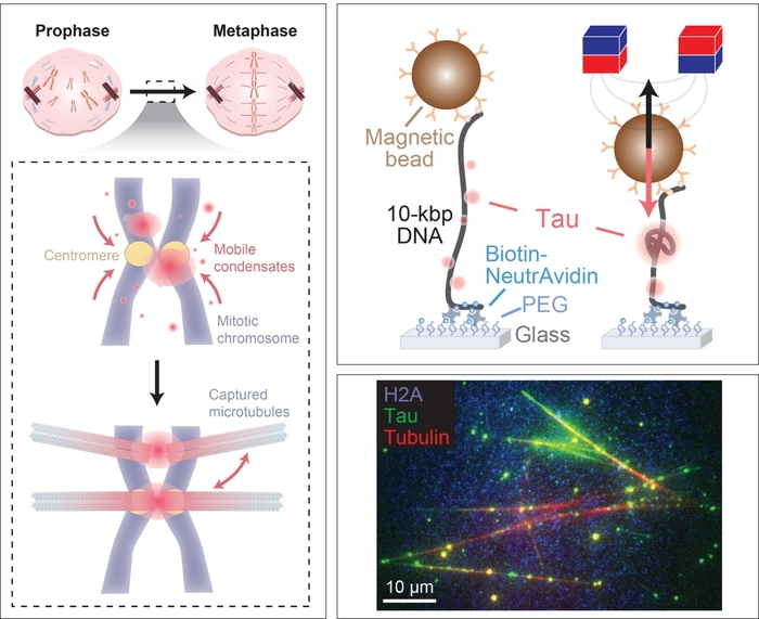 세포분열 시 미세소관－염색체 결합을 돕는 타우 단백질(왼쪽)과 단분자 집게를 이용한 타우-ＤＮＡ 응축 분석 이미지(오른쪽 위), 타우-ＤＮＡ 응축체로 포획된 미세소관(오른쪽 아래)