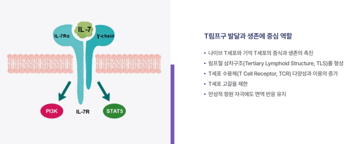 네오이뮨텍의 T 세포 증폭제 'NT-I7' 작용 기전(출처=네오이뮨텍)