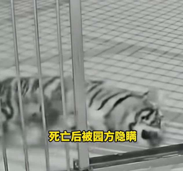 중국의 한 동물원이 이미 죽은 새끼 호랑이의 예전 영상을 활용해 후원금을 모아온 사실이 드러나 논란이 일고 있다. 사진=더우인
