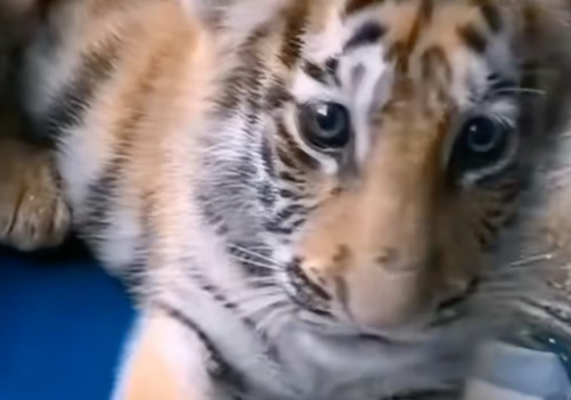 중국의 한 동물원이 이미 죽은 새끼 호랑이의 예전 영상을 활용해 후원금을 모아온 사실이 드러나 논란이 일고 있다. 사진=더우인