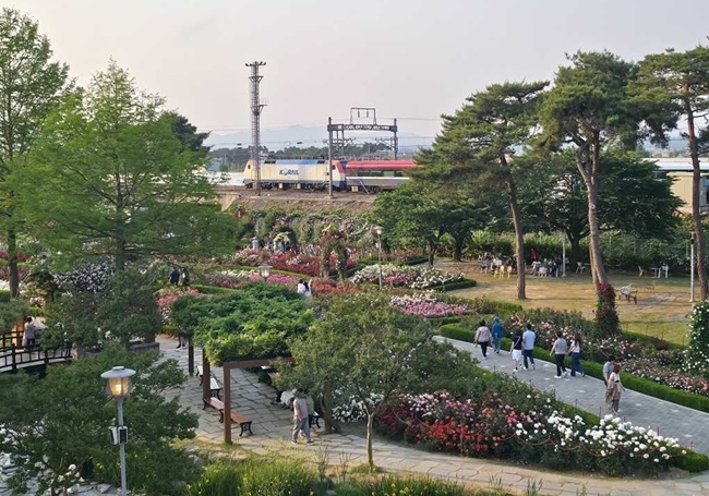 50% Off: Discover South Jeolla’s Spring Festivals with Korail’s S-Train Promotion!