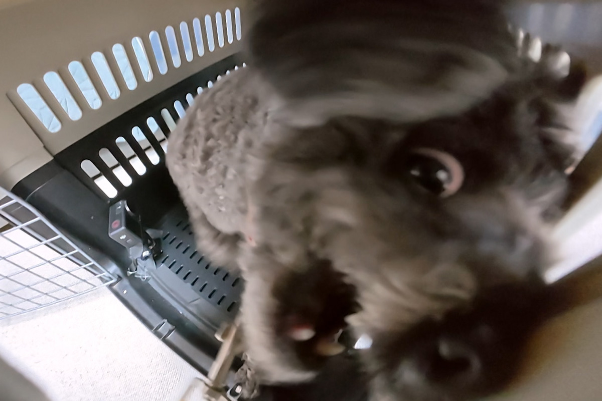 출처 : KBS2 ‘개는 훌륭하다’