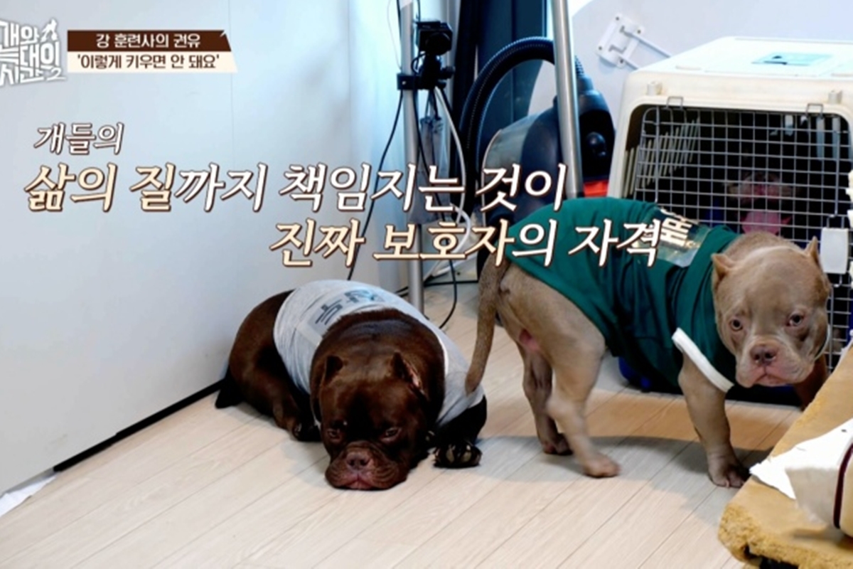 출처: 채널A '개와 늑대의 시간2'