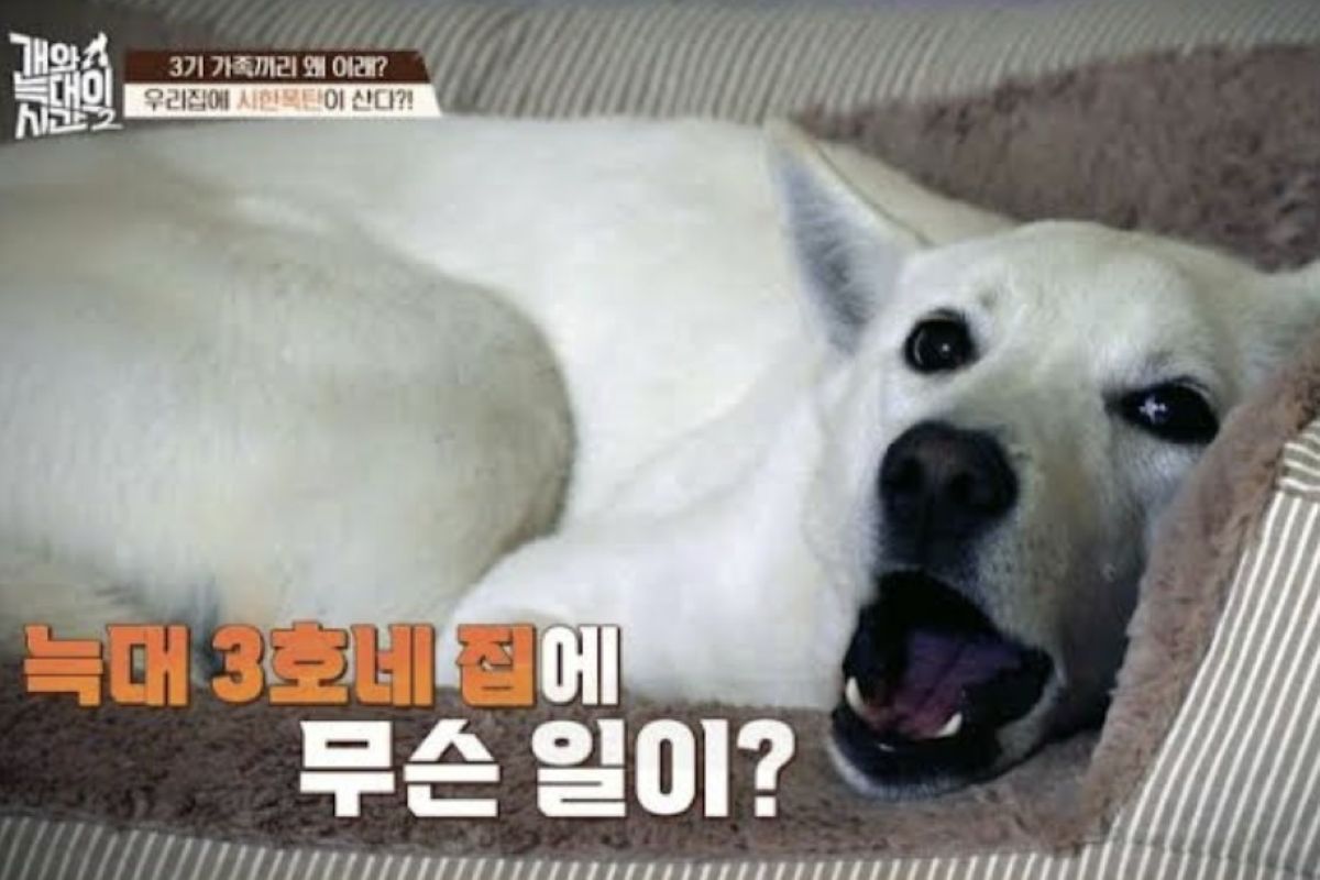 출처: 채널A ‘개와 늑대의 시간2’