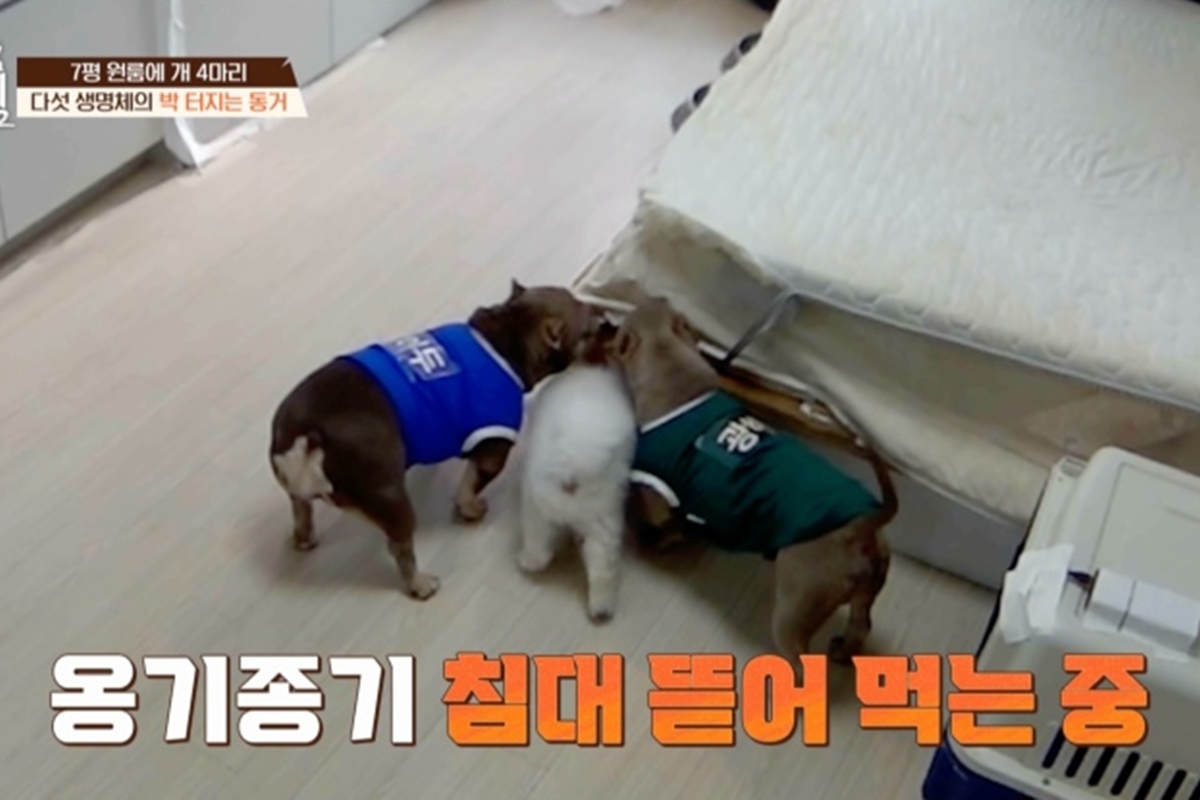 출처: 채널A '개와 늑대의 시간2'