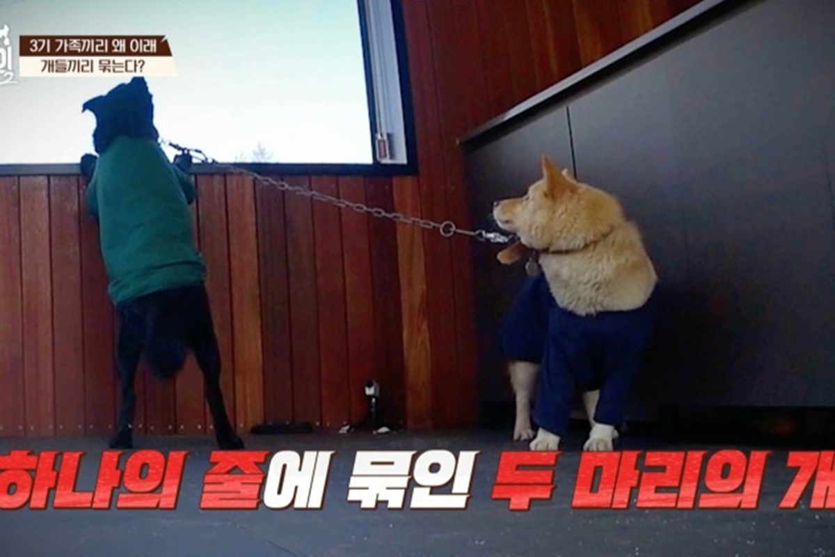 출처: 채널A '개와 늑대의 시간2' 