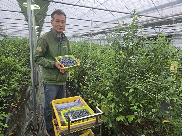 Why Blueberries from Chungbuk Are Selling for 100,000 KRW per Kilogram: A Deep Dive into New Varieties