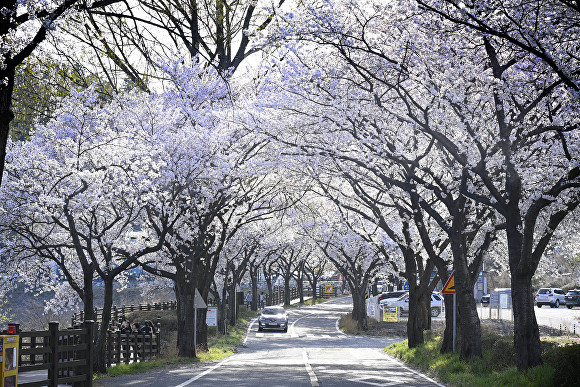 Why You Can’t Miss the Dalsan Cherry Blossom Festival: 5 Must-See Attractions!
