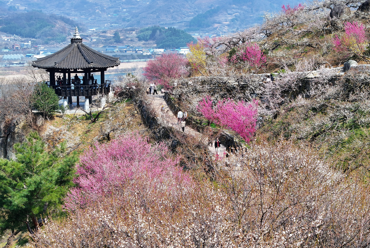 9일 전남 광양시 다압면 매화마을에서 상춘객들이 꽃놀이를 즐기고 있다. 광양=연합뉴스