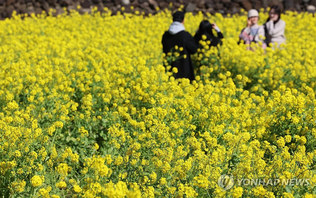 봄 향기 '물씬'…유채꽃 만발한 제주 | 연합뉴스