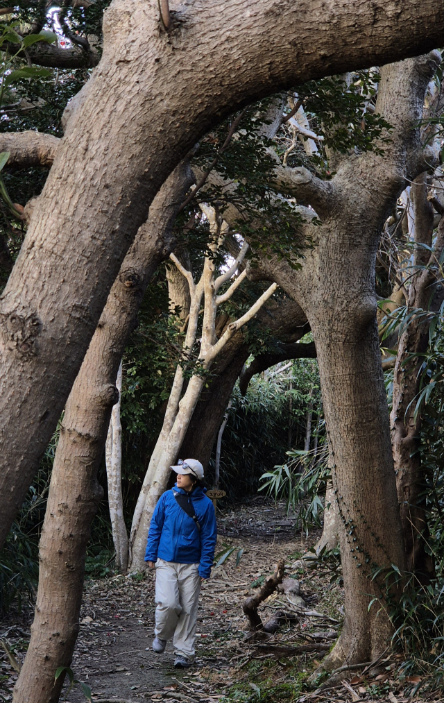 引用：写真