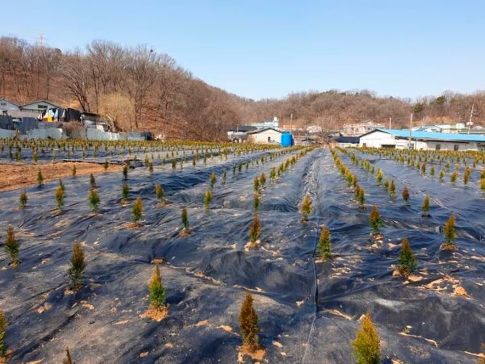 2021년 3월 5일 당시 한국토지주택공사(LH) 전·현직 직원들의 부동산 투기 의혹이 불거진  경기 시흥 과림동 667번지의 모습. 의혹이 제기되자 뒤늦게 향나무 묘목이 심어졌다. /조선DB