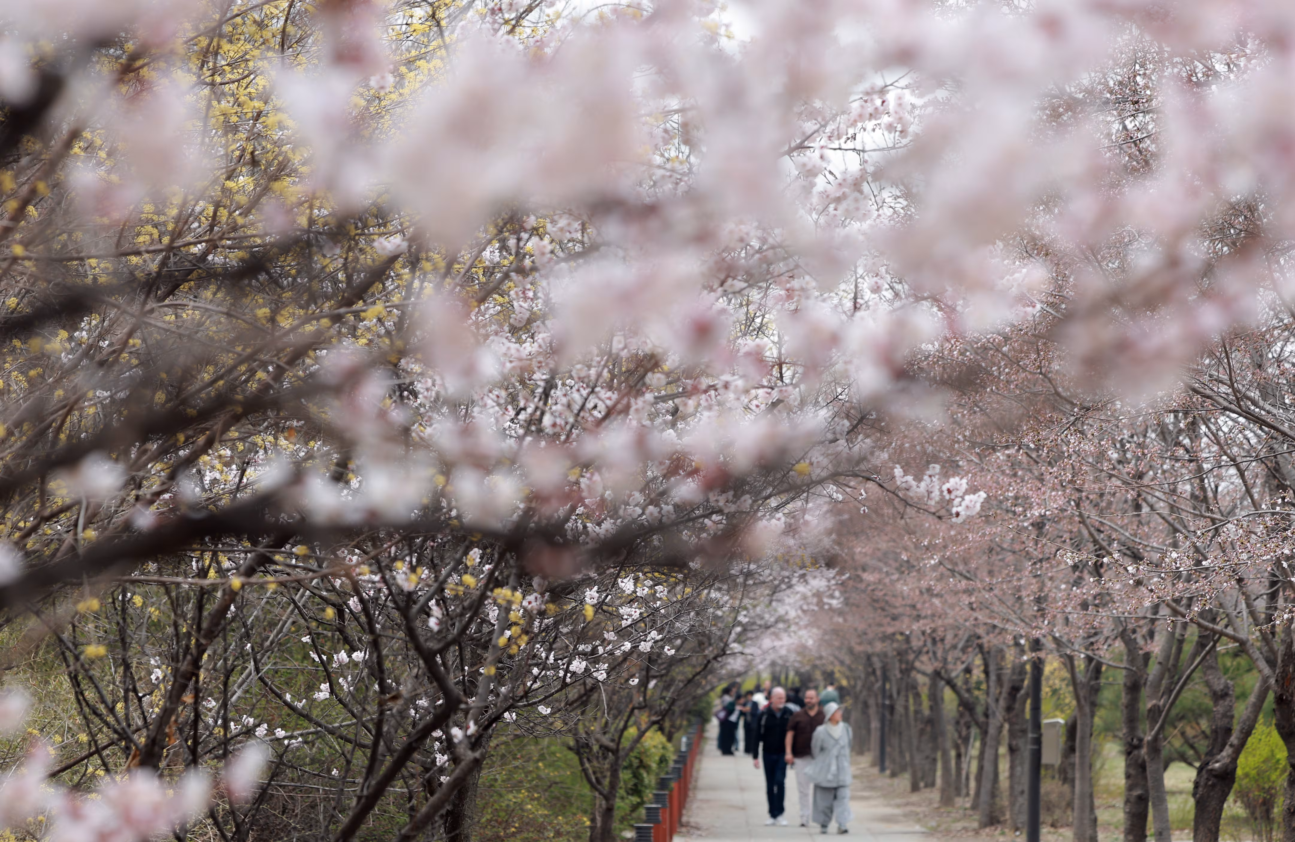 29일 서울 영등포구 여의도 윤중로에 벚꽃이 개화하기 시작한 가운데 시민들이 산책을 즐기고 있다. /연합뉴스