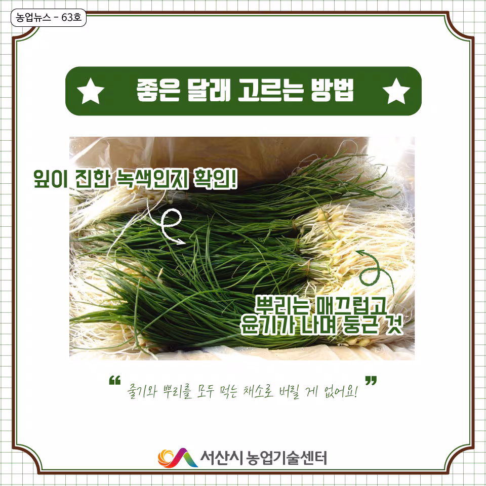 달래 고르는 법. /서산시 농업기술센터