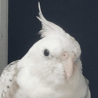 66