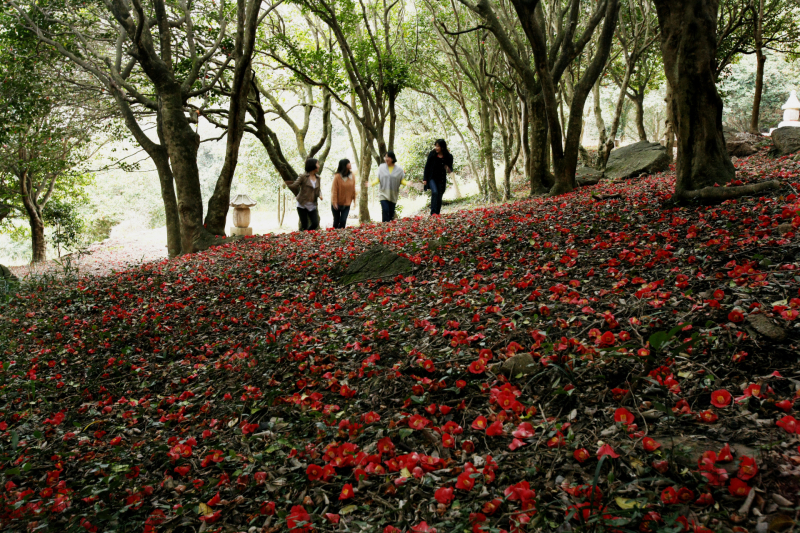 Explore the 3rd Baekryunsa Camellia Festival: A Unique Temple Food Experience in South Korea